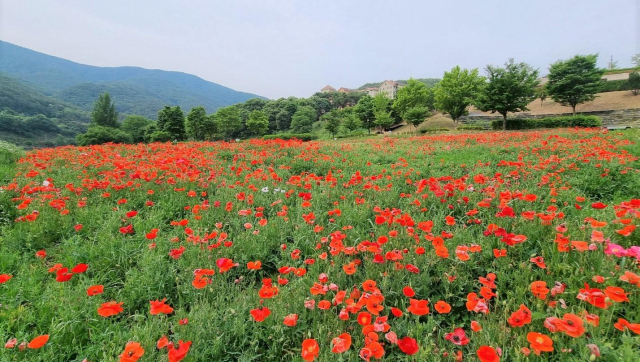 SM그룹 동강시스타, 6월에 어울리는 대규모 꽃밭 조성