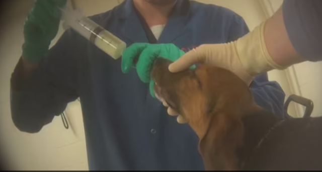 미국 바이오 기업 이노티브의 실험실에서 연구진이 개에게 튜브를 통해 화학물질을 먹이고 있는 모습. 데일리메일 캡처