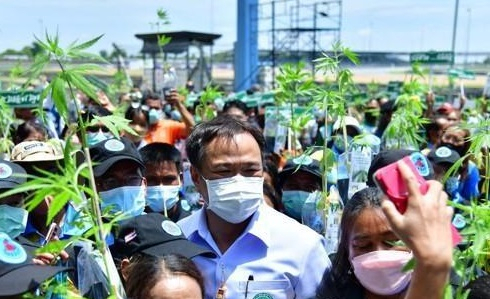 지난 11일 아누틴 찬위라꾼 보건장관이 대마 무료 배포행사에 참석했다. EPA연합뉴스