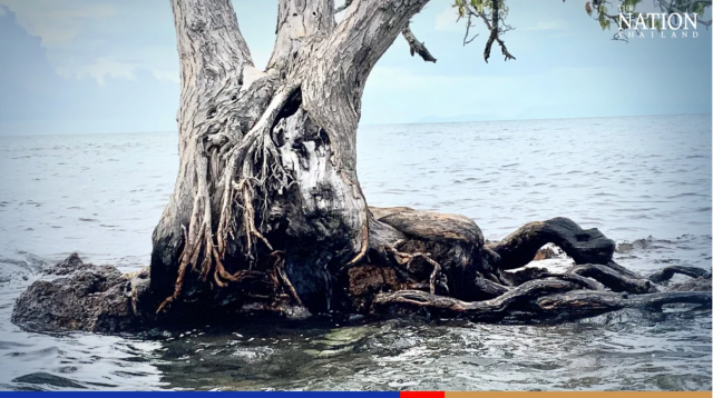 바다 한가운데 달랑 나무 한 그루만 있는 태국 뜨랏주 초미니 섬. 네이션 캡처