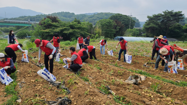 한국디자인진흥원과 안성농업기술센터 임직원들이 경기도 안성시의 한 농가에서 농촌 일손돕기 봉사활동을 하고 있다. 사진 제공=한국디자인진흥원