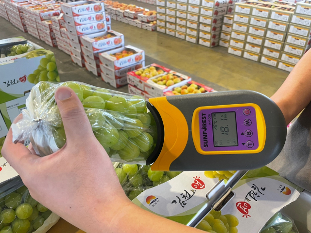 농산물도매시장에서 당도측정기로 샤인머스켓을 측정하고 있다.(기기 화면에 당도수치인 18,1이 표시되고 있다)