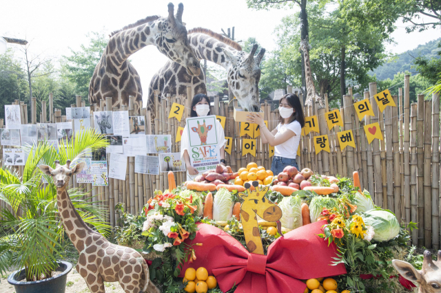 에버랜드 동물원이 21일 용인 생태형 사파리 로스트밸리에서 세계 기린의 날 기념 행사를 열고 고객들을 초대했다. 행사에 참여한 고객이 기린에게 먹이를 주고 있다. 사진제공=에버랜드