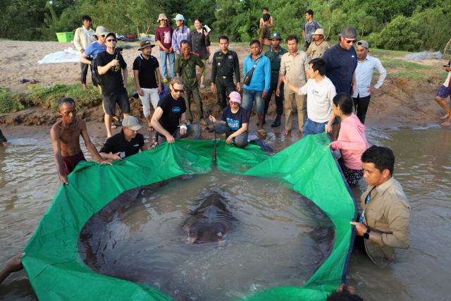 캄보디아 메콩강에서 길이 약 4m, 무게 300㎏에 달하는 민물가오리가 잡혀 세계에서 가장 큰 민물고기가 됐다. AP연합뉴스