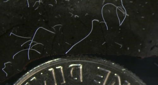 동전과 비교한 T.마그니피카 박테리아. 사진제공=Tomas Tyml/Lawrence Berkeley National Laboratory