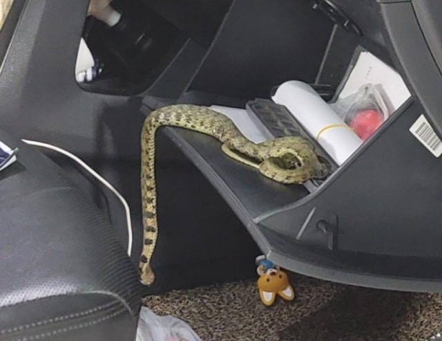 승용차 에어컨에서 악취가 나서 필터를 교체하다가 발견한 뱀의 모습. 온라인 커뮤니티 캡처