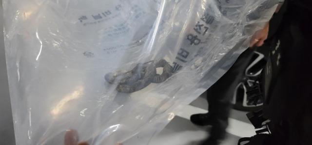 승용차 에어컨에서 악취가 나서 필터를 교체하다가 발견한 뱀 ‘유혈목이’의 모습. 온라인 커뮤니티 캡처