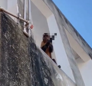 브라질의 한 마을에서 흉기를 휘두르는 원숭이가 포착돼 화제를 모으고 있다. 트위터 캡처