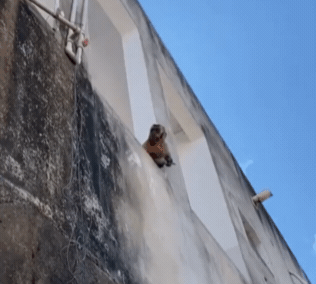 브라질의 한 마을에서 흉기를 휘두르는 원숭이가 포착돼 화제를 모으고 있다. 트위터 캡처