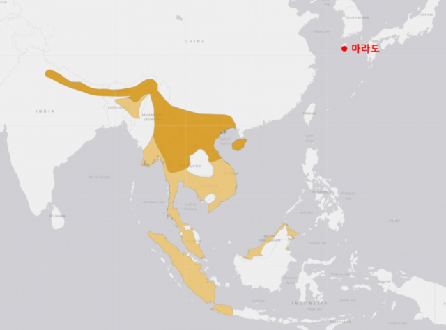 동남아 사는 큰부리바람까마귀 제주도까지…이유는?
