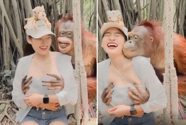 태국 한 동물원에서 여성 관광객이 오랑우탄과 사진을 찍고 있다. 뉴욕포스트 캡처