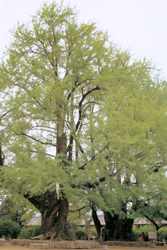 천연기념물로 지정돼 있는 서울 문묘의 은행나무. 수령이 약 400년으로 추정되는 나무다. /사진제공=문화재청