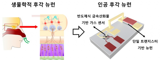 KAIST 전기및전자공학부 최양규 교수와 기계공학과 박인규 교수 공동연구팀이 개발한 ‘인간의 후각 뉴런을 모방한 뉴로모픽 반도체 모듈’ 개념도. 사진제공=KAIST