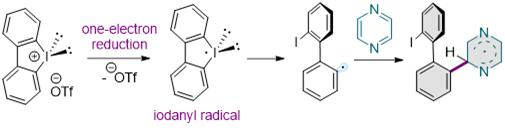 '연쇄 라디칼 반응'을 이용한 탄소-탄소 화학결합 형성 과정. 반응 중 생성된 요오다닐 라디칼이 아진을 활성화 한다. 탄소-탄소 결합은 육각형 고리가 연결되기 위한 결합이다. 그림제공=유니스트