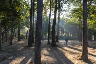 시민의숲 숲속 햇살/사진=서울시