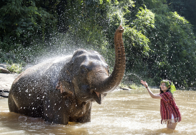 태국 치앙마이의 ‘코끼리와 물놀이’ 모습. 사진 제공=하나투어
