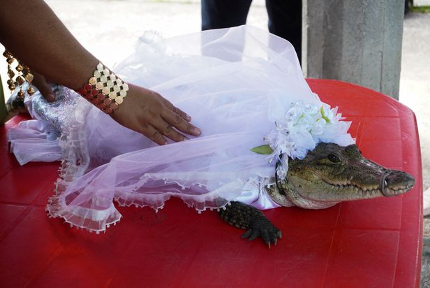 멕시코의 한 현직 시장이 악어와 결혼식을 올려 화제를 모으고 있다. 멕시코 매체 엘문도 트위터 캡처