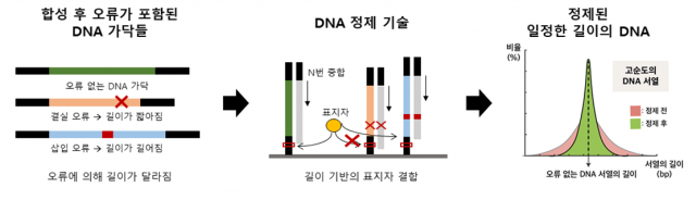 합성된 DNA의 길이 기반으로 오류 없는 DNA만을 정제하는 기술