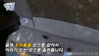 차 쌩쌩 도로 헤매던 새끼오리 7마리 구한 경찰관 '훈훈'[영상]