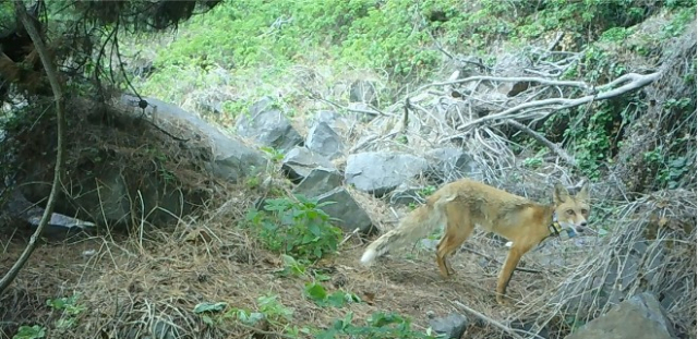 작년 소백산에 방사된 붉은여우 ‘SKM-2121’가 부산 한 야산에서 살고 있는 모습이 무인카메라에 포착됐다. 국립공원공단