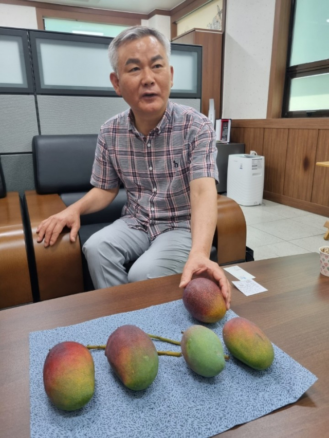 김정헌 사장이 그린쏘일닥터를 시비해 수확한 애플망고를 살펴보고 있다.