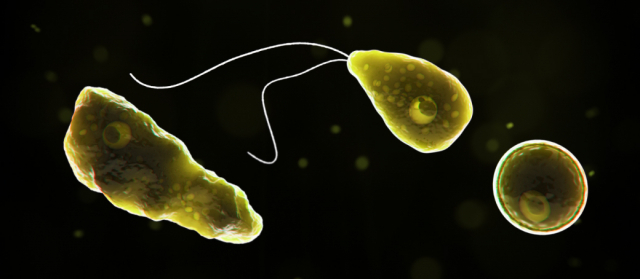 네글레리아 파울러리(Naegleria fowleri). CDC 캡처