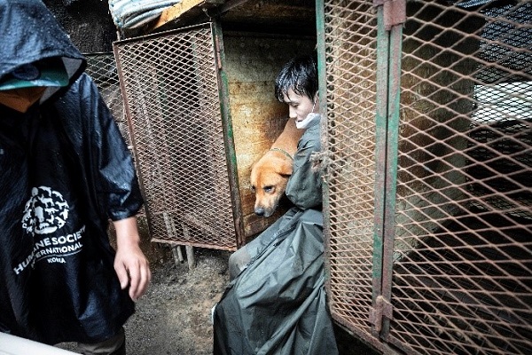 사진 설명. 동물보호단체 ‘한국HSI’와 ‘KK9R’ 복날 맞아 개 21마리 구조