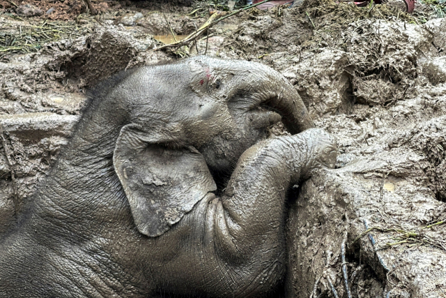새끼 코끼리가 맨홀 구멍에 빠진 모습. 로이터연합뉴스