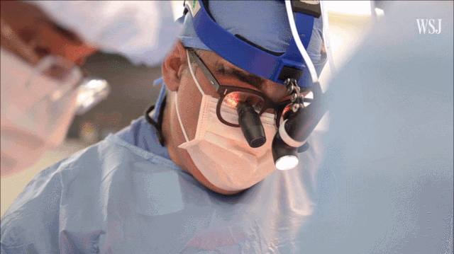 미국 뉴욕대(NYU) 연구팀이 ‘유전자 조작’ 돼지 심장을 뇌사 환자 2명에게 이식하는 수술을 진행하고 있다. WSJ 캡처