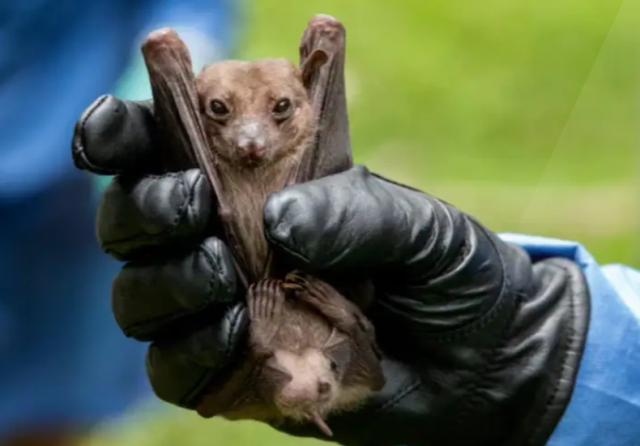 박쥐로부터 사람에게 전염되는 질병인 ‘마버그 바이러스’가 서아프리카 가나에서 발견돼 2명이 사망했다. BBC 캡처