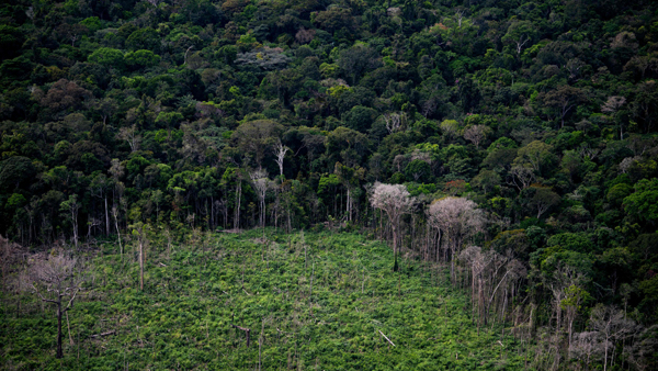 ‘마피비오마스 프로젝트’ 연례 보고서에 따르면 2021년 한 해 동안 브라질 아마존 숲에서 1초당 18그루꼴의 나무가 사라졌다.
