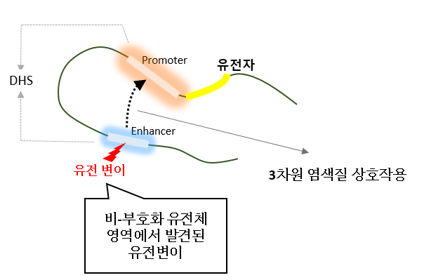 3차원 염색질 상호작용 모식도. 유전변이가 염색질 상호작용을 통해 멀리 떨어져 있는 유전자의 기능에 영향을 미칠 수 있다. 사진제공=KAIST