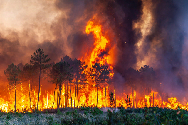 17일(현지 시간) 프랑스 지롱드 지역의 산불 모습.EPA연합뉴스