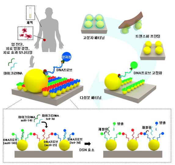 마이크로RNA 다중 검출을 위한 다색 양자점 어레이 모식도.