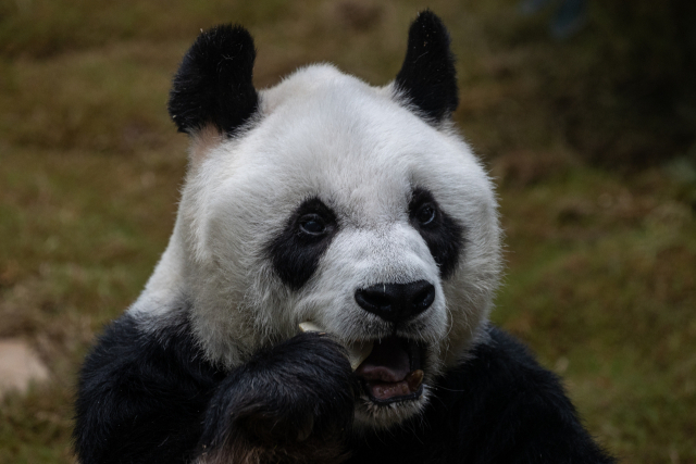 세계 최고령 수컷 판다 ‘안안’이 2020년 9월 중국 홍콩의 오션 파크에서 죽순을 먹고있다. EPA연합뉴스