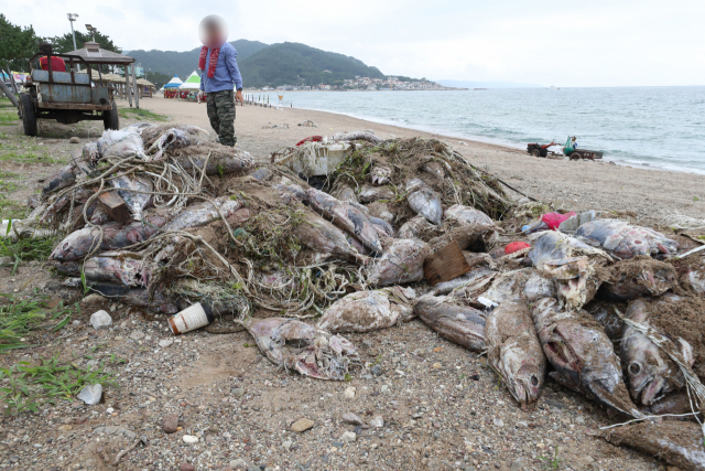 28일 경북 영덕군 남정면 장사리 해변에 죽은 참치가 쌓여있다. 연합뉴스