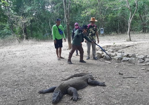 인도네시아 코모도섬에서 관광객이 코모도왕도마뱀을 보고 있다. 연합뉴스
