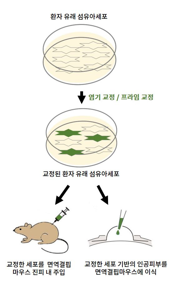 수포성 표피박리증 체외 유전자 교정 치료 모식도. 사진 제공=강남세브란스병원