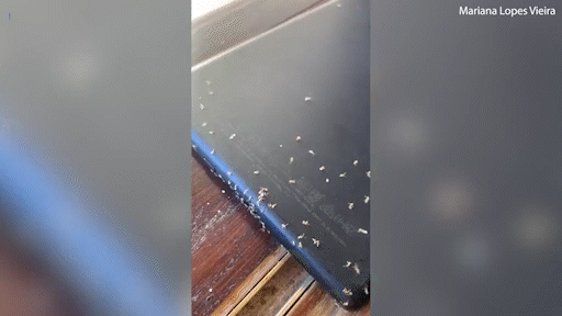 브라질 한 여성의 이북리더기 킨들을 개미 떼가 점령했다. 영국 데일리메일 캡처