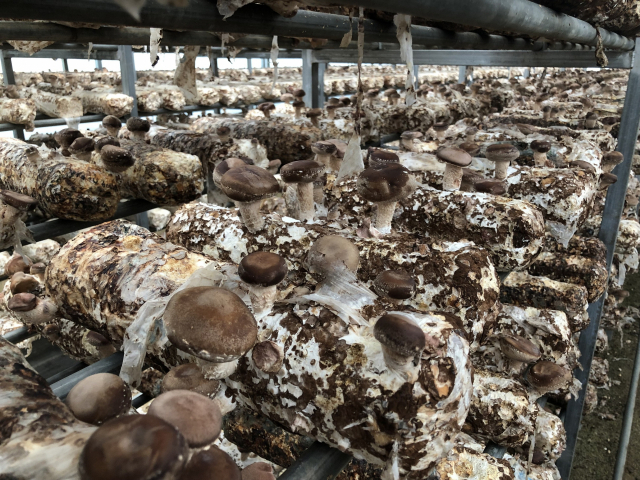폭염으로 피해를 입은 표고버섯