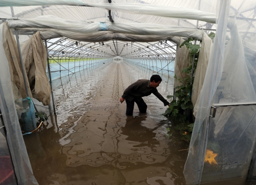 2018년 8월 당시 폭우 피해로 침수된 오이 농가. /연합뉴스