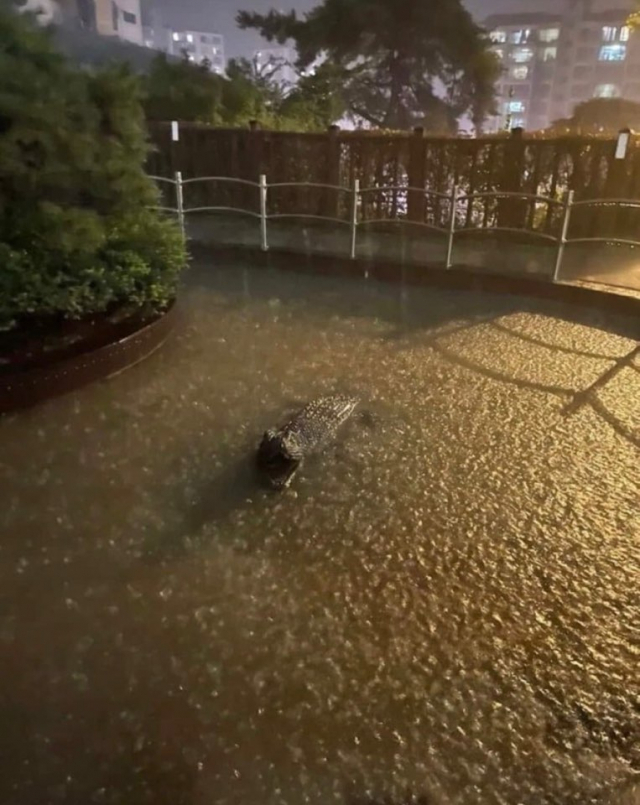 폭우가 수도권을 강타한 가운데, 온라인 커뮤니티에 악어가 등장했다는 글이 올라왔다. 트위터캡처