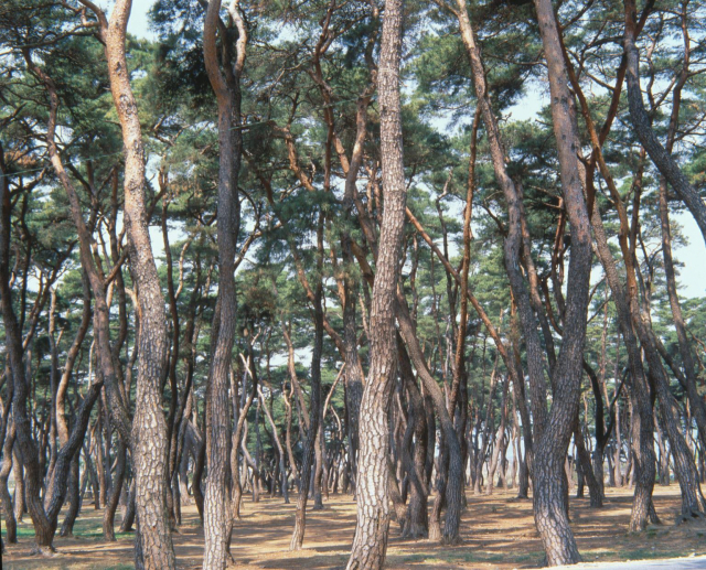 경북 경주 소나무림. 사진제공=국립산림과학원