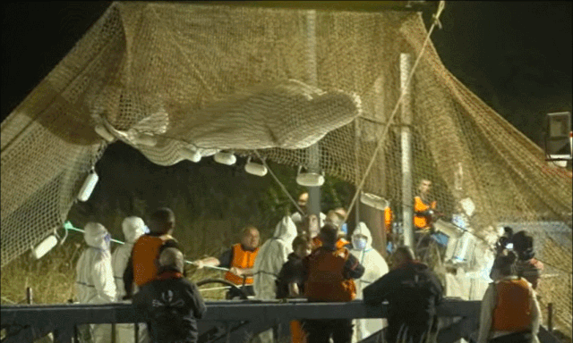 프랑스 당국이 센강에서 발견된 벨루가(흰고래)를 구하기 위한 구조 작업을 하고 있다. AFP통신 캡처