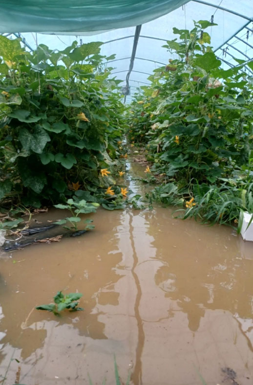 11일 집중 호우가 내린 전북 군산시 성산면 한 농가의 비닐하우스가 물에 잠겨 있다. 연합뉴스