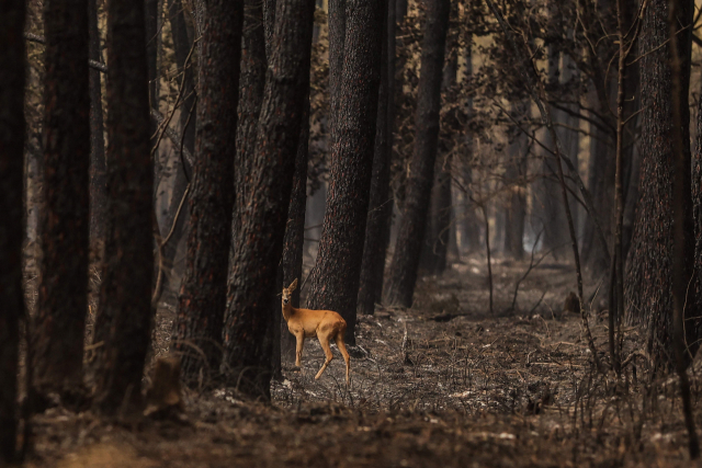 불에 탄 서남부 프랑스 지롱드의 한 숲속에서 13일(현지시간) 암사슴 한마리가 포착돼 있다. 지롱드=AFP연합뉴스
