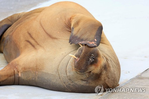 지난 7월 18일 노르웨이 오슬로 프로그네르킬렌 해안가에서 햇볕을 쬐고 있는 암컷 바다코끼리의 모습./사진=AP 연합뉴스