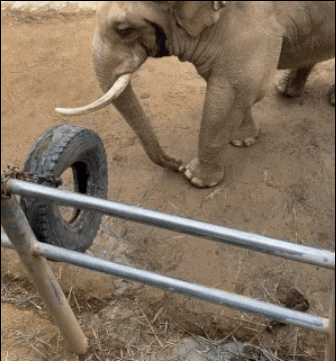 동물원 우리 안쪽으로 떨어진 아기의 신발을 주워주는 코끼리의 모습. 트위터 캡처