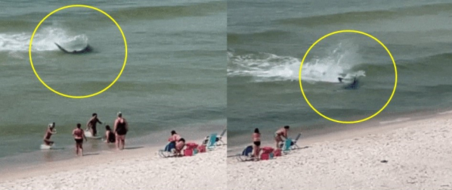 지난 15일 미국 앨라배마 해변에서 거대한 망치상어가 가오리를 쫓는 모습이 포착됐다. 페이스북 캡처