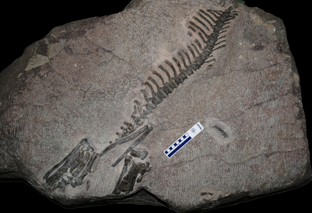 세계 최초로 우리나라 경기도 화성에서 발견된 뿔 달린 공룡 화석인 ‘코리아케라톱스 화성엔시스’의 뼈 화석 일부. /사진제공=문화재청